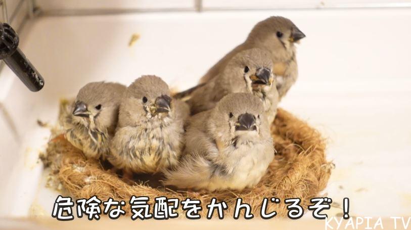キンカチョウ 繁殖記録 きゃぴあてれび 公式サイト