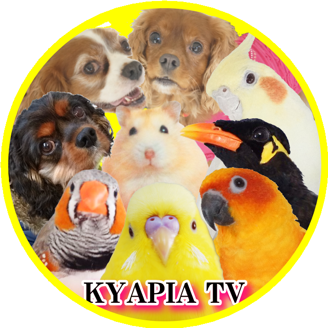 きゃぴあてれび KYAPIA TV