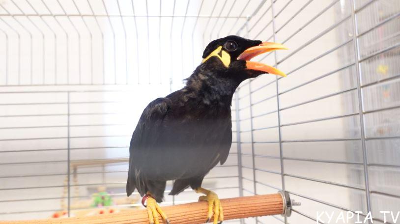 九官鳥がしゃべる オハヨウと犬の鳴き声 きゃぴあてれび 公式サイト 九官鳥がしゃべる オハヨウと犬の鳴き声 きゃぴあてれび 公式サイト