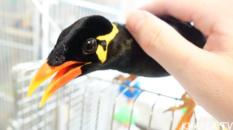 九官鳥はなつくし放鳥もできます なでなで ケージに戻るまで きゃぴあてれび 公式サイト 九官鳥はなつくし放鳥もできます なでなで ケージに戻るまで きゃぴあてれび 公式サイト