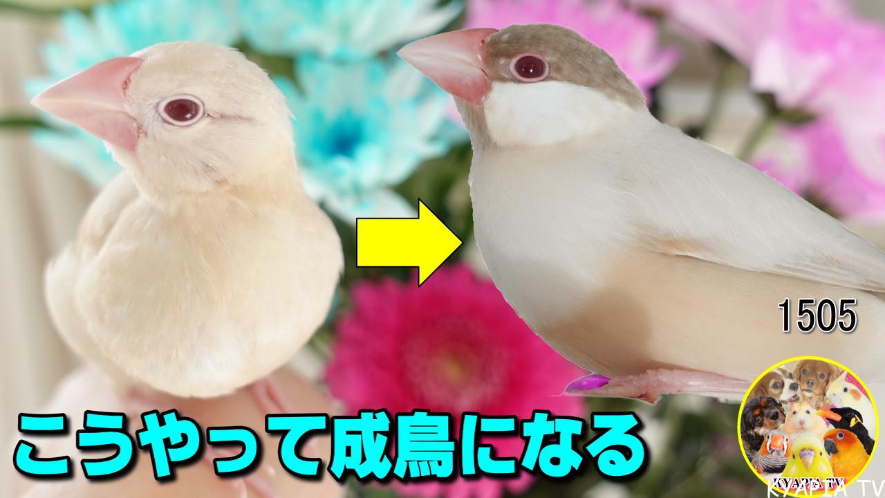 シナモン文鳥のカラーの変化 成長の変化 きゃぴあてれび 公式サイト